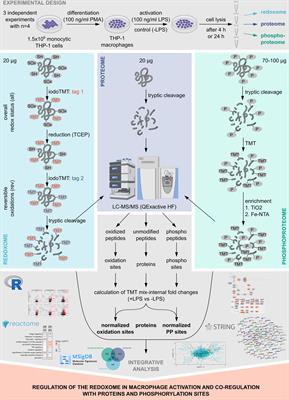 Oxidation is an underappreciated post-translational modification in the regulation of immune responses associated with changes in phosphorylation